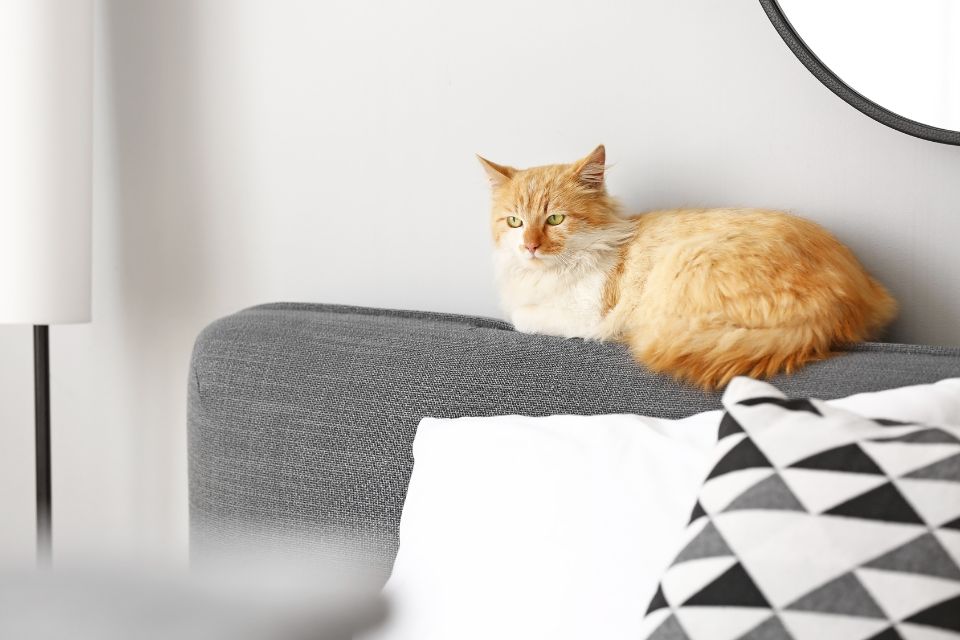 貓抓皮沙發三人尺寸，耐磨、耐刮的貓抓皮三人沙發推薦這樣挑！